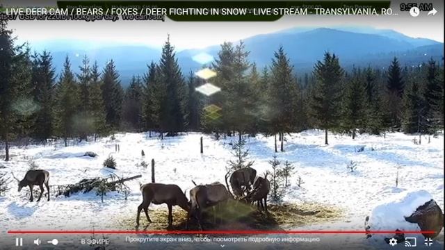 камеры для охоты на оленей, медведей, кабанов, лис и волков смотреть онлайн