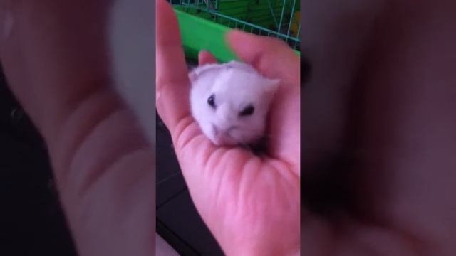 My pearl white hamster смотреть онлайн