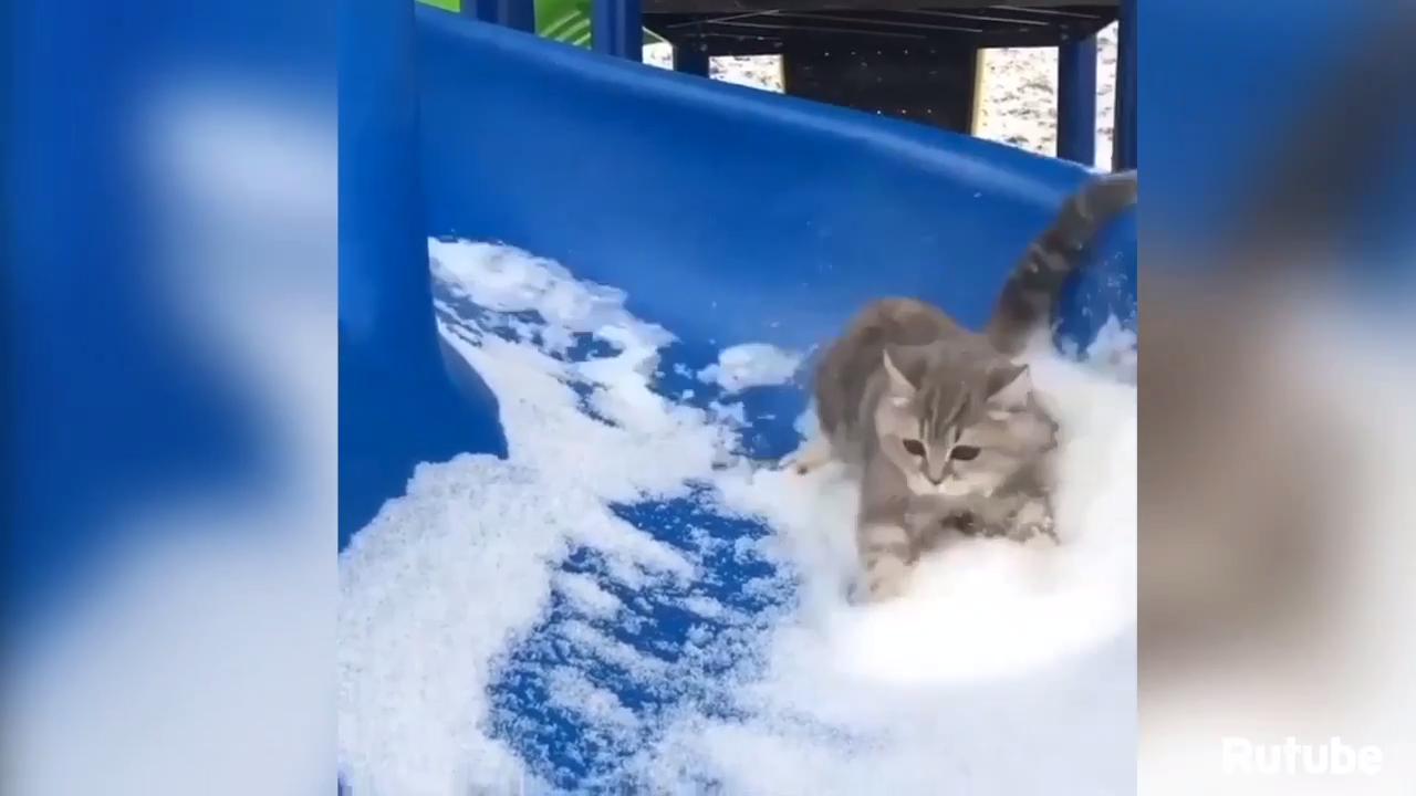 Подборка смешных котиков смотреть онлайн