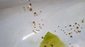 Мальки Улиток Ампулярия и взрослые особи.(кормим капустой)  Кормление содержание.