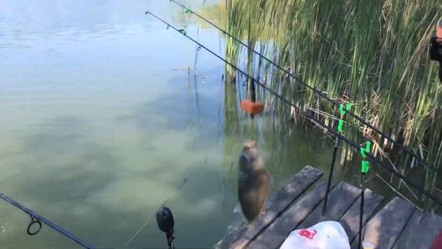 Карп осень на пружину. Такого карпа мы ещё не встречали!!! смотреть онлайн