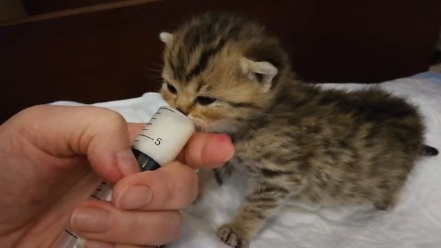 Котенок британской шиншиллы смотреть онлайн
