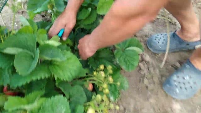 Гигантская клубника КИСС НЕЛЛИС .Продолжение. смотреть онлайн