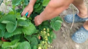 Гигантская клубника КИСС НЕЛЛИС .Продолжение.