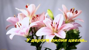 У дороги лилия цвела..