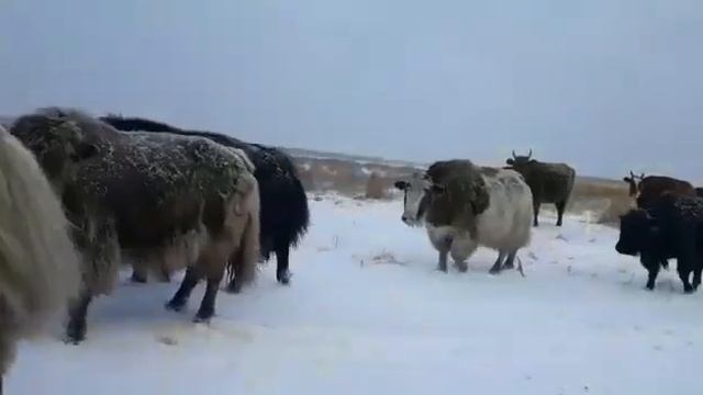 Зимовье калмыцких коров и яков смотреть онлайн