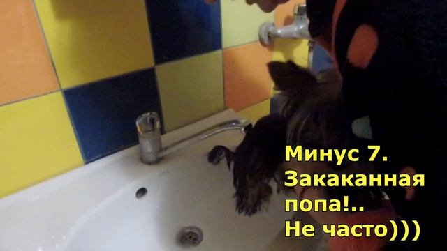 Сложно ли с йорком? Минусы содержания йорка. Йорк - за и против! смотреть онлайн