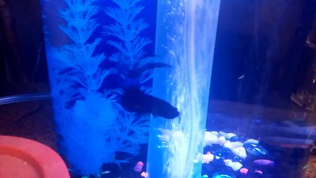 Paarthurnax's Flowing Fins смотреть онлайн