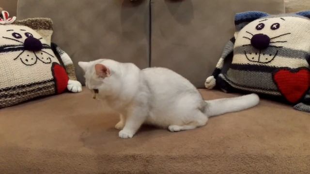 Kitten British shorthair silver chinchilla смотреть онлайн