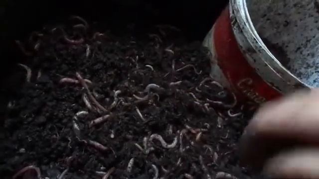 Всех вермеров с открытием сезона/Разговор между делом/Разведение червя дендробена