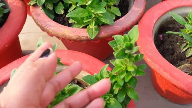 Share Nursery Tricks Get More Blooms In Petunia//  Nursery Care Of Petunia