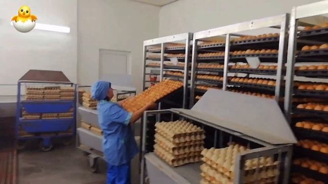 Экскурсия по Сеймовской птицефабрике "Инкубатор" смотреть онлайн