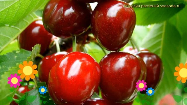 Вишня Загорьевская. Краткий обзор, описание характеристик prunus cerasus Zagorevskaya смотреть онлайн