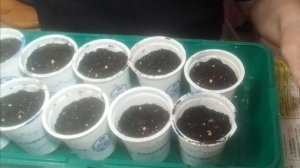 Посев замоченных семян перца в стаканчики с землей