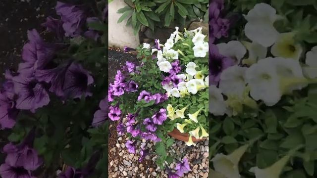 Мой цветник в середине Июня смотреть онлайн