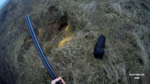 охота на лису в норе