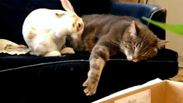 Кролик и кот смотреть онлайн