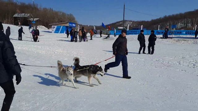 Лыжня России в Благовещенске смотреть онлайн