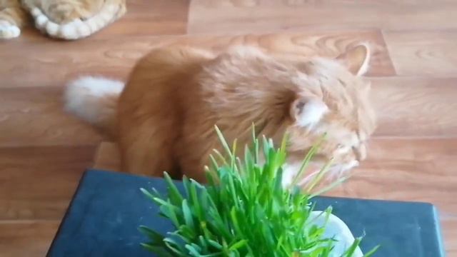 Кошки не похожи на людей - кошки это кошки! смотреть онлайн