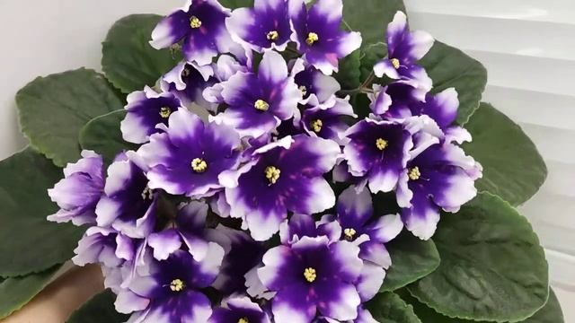 Фиалка РС-Комета смотреть онлайн