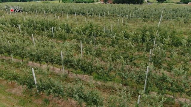 ЯБЛОНИ СЛИВЫ И ВИШНИ ПОПШИКАЙТЕ ЭТИМ В ИЮНЕ ОТ ВСЕХ БОЛЕЗНЕЙ И ВРЕДИТЕЛЕЙ САД ЛЕТОМ ОБРАБОТКА смотреть онлайн