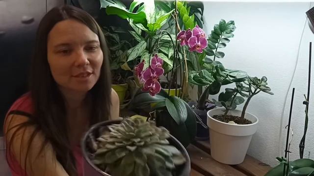 Санитарный день на стеллаже с растениями смотреть онлайн