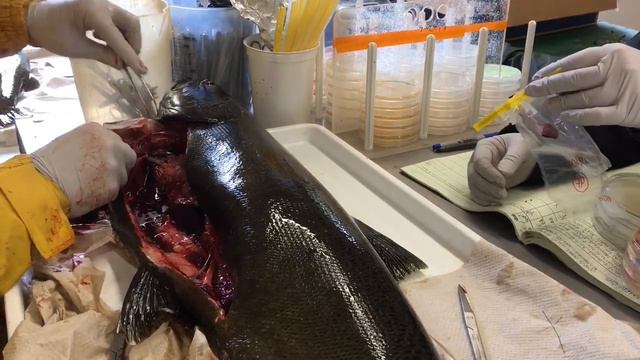 Chinook salmon autopsied to ensure population’s health смотреть онлайн