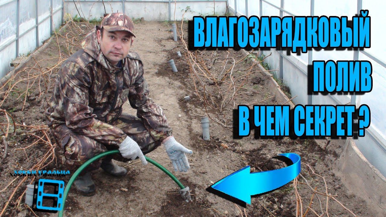 ПОЛИВ ВИНОГРАДНИКА НА ЗИМУ. В ЧЕМ СЕКРЕТ? ПОДГОТОВКА К ЗИМЕ ЧАСТЬ 5. ВЫРАЩИВАНИЕ ВИНОГРАДА В ТЕПЛИЦЕ смотреть онлайн