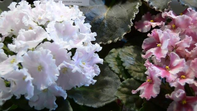 Выставка фиалок и комнатных растений, Киев / Violets And Other Houseplants And Flowers Exhibition