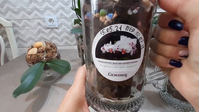 Орхидеи в стекле. смотреть онлайн