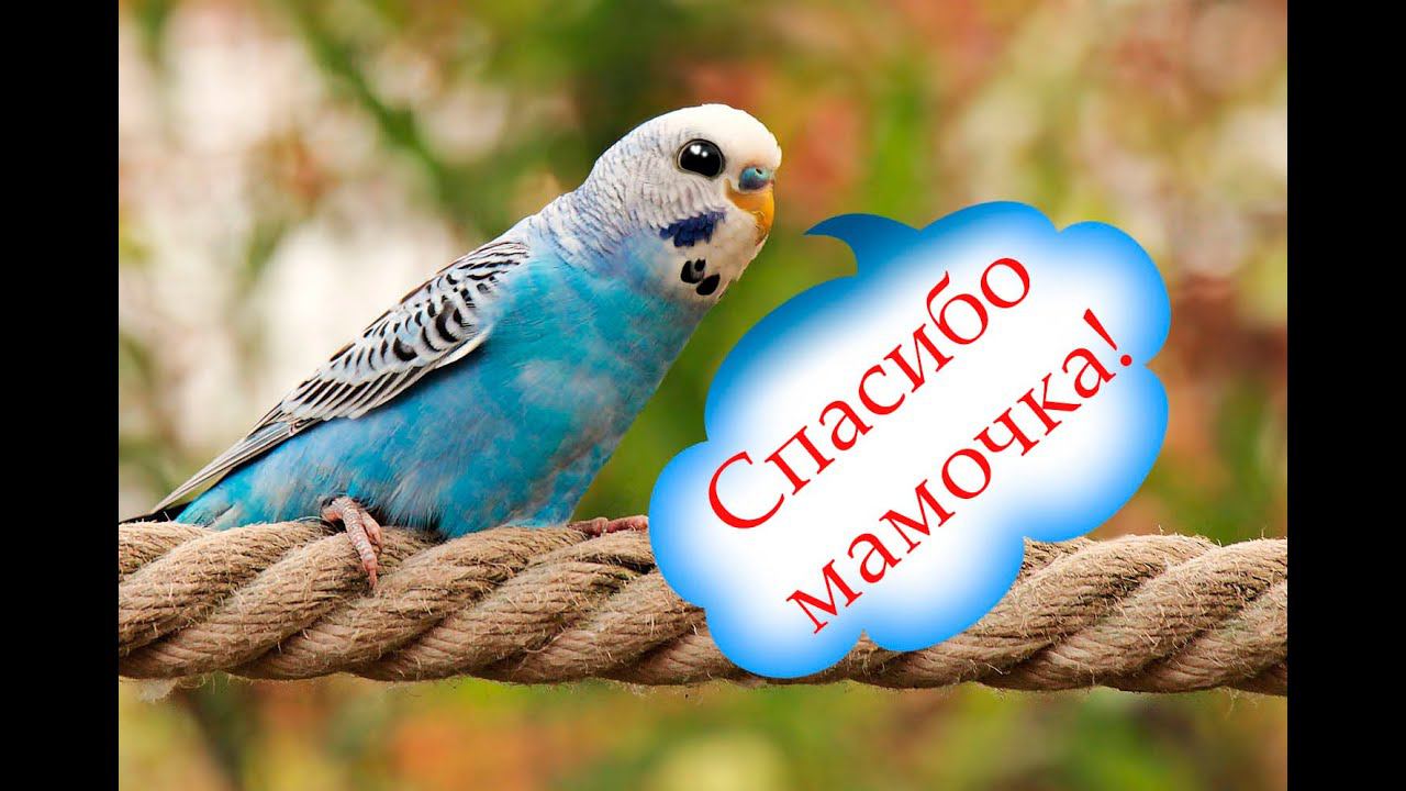 Я принесла ЭТО с улицы!!! Мои попугаи в восторге.... смотреть онлайн