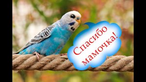 Я принесла ЭТО с улицы!!! Мои попугаи в восторге....