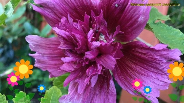 Мальва розовая Спринг Селебрейтис Пёпл. Краткий обзор malva rosea Spring celebrities Purple смотреть онлайн