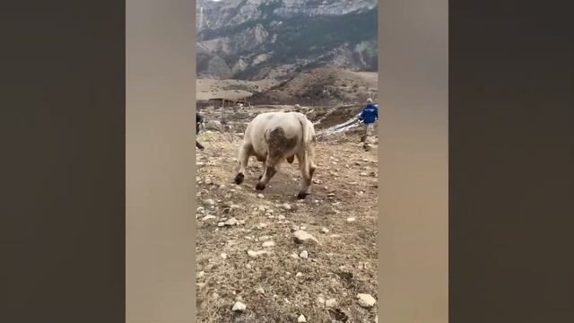 Один из лучших быков породы "Шароле"был в Дагестане смотреть онлайн