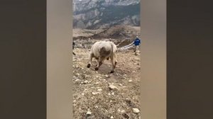 Один из лучших  быков породы «Шароле«был в Дагестане