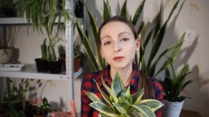 Уход за Сансевиерией. Моя коллекция Сансевиерий