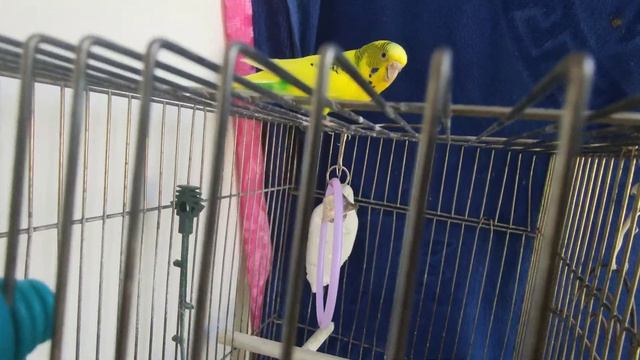 Волнистый попугай разговаривает Даша смотреть онлайн