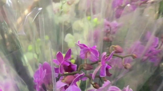 Обзор орхидей в Оби.  Что привезли ко Дню Знаний? Зиги и Камбрии - чудо!