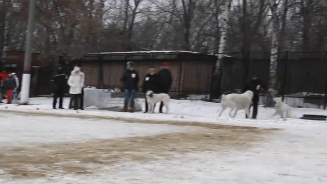 Моно среднеазиатских овчарок, 25.01.15 г., г. Тула смотреть онлайн