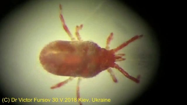 Живые Краснотелковые Клещи Под Микроскопом: Рассказ Энтомолога 14. смотреть онлайн
