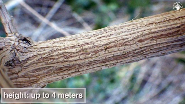 Condea emoryi (desert lavender) смотреть онлайн