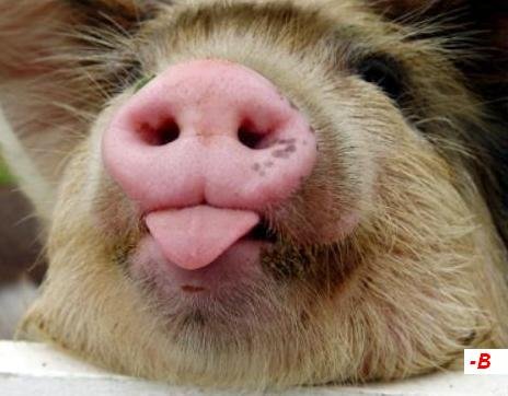 лучшие приколы с животными ?. смотреть онлайн