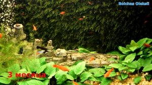 АКВАРИУМИСТИКА | Мох на сетке в аквариуме