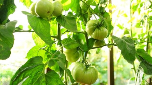 Сорт томата КВХ - улучшенная версия томата Завтрак Келлога