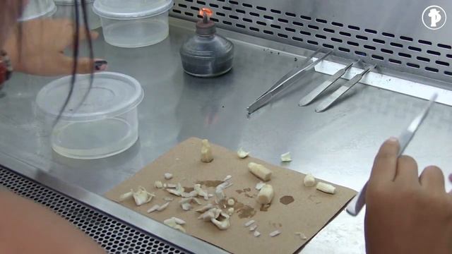 ¿Cómo hacer MERISTEMOS? Banano y Plátano смотреть онлайн
