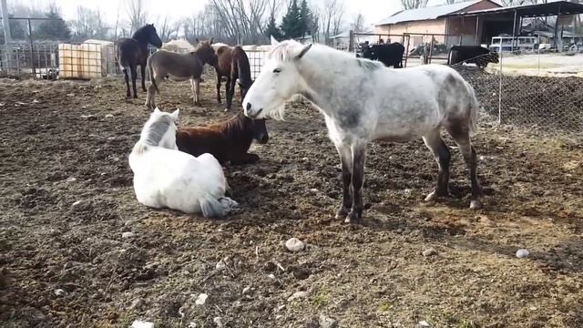 Осёл не достаёт до кобылы? Разведение Мулов. смотреть онлайн