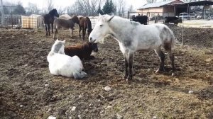 Осёл не достаёт до кобылы? Разведение Мулов.