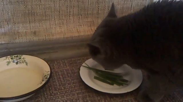 Ни рыба, ни мясо, но вкусная Зараза!!! смотреть онлайн