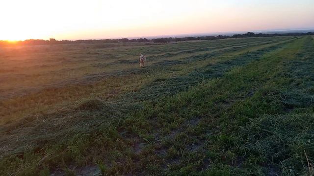 Владимир! Лабрадор бегает в поле, кайф, раздолье для собаки. смотреть онлайн