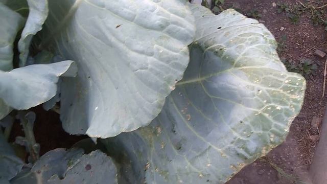 Крестоцветная БЛОШКА НА КАПУСТЕ. Как избавиться от неё. смотреть онлайн